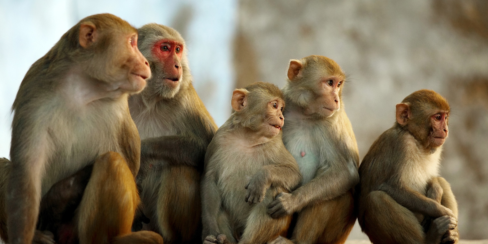 الحكومة: خطة وطنية لجدري القردة